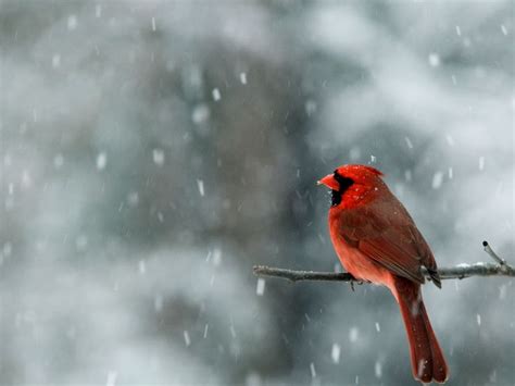 Cardinal Snow Red North Carolina Snowing Bird Wallpaper Bird