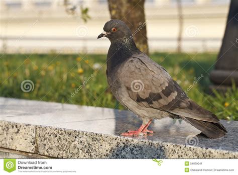 Pigeons In The Park Stock Image Image Of Columba Blue 54879041
