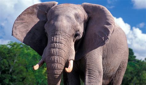 Subespecies De Elefantes Africanos Imágenes Y Fotos