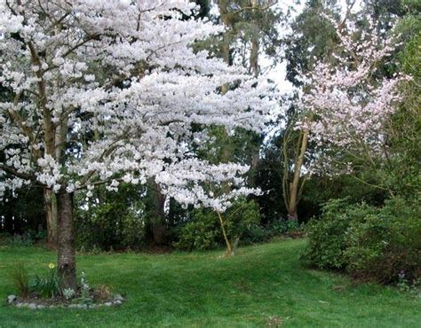Fiore albero mandrino (euonymus) foto, caratteristiche e piantagione, cura e crescente. Alberi da fiore - Piante da Giardino - Caratteristiche alberi da fiore