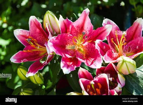 Oriental Lilies Hi Res Stock Photography And Images Alamy