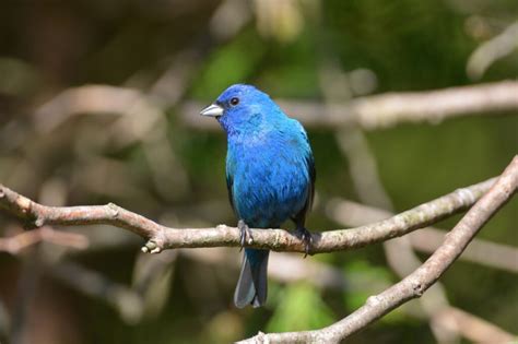 Birds In Arkansas 26 Must See Species In A Variety Of Colors