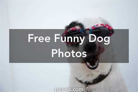 Funny Dog Photos Free Petswall
