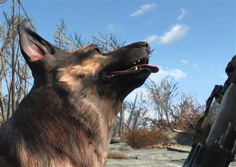 Breaking Dogmeat De Fallout 4 Muere En La Vida Real Rip Río Play