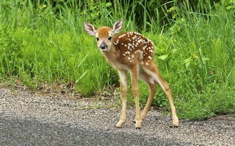 71216 3 Facts You Need To Know About Fawns