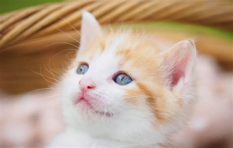 Обои кошка трава взгляд котенок корзина портрет размытие малыш