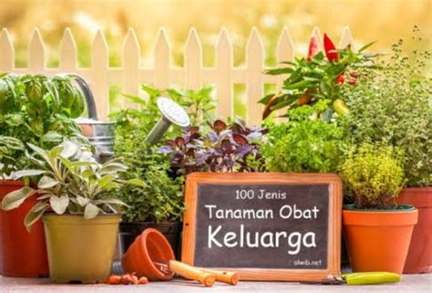 Bahan ramuan yang diperlukan antara lain: Tanaman Obat Keluarga Yang Bisa Ditanam Dirumah | Pak Tani ...