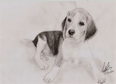 Dibujar Perros L Piz Y Papel Dibujos Para Pintar Dibujar Perros L Piz Y