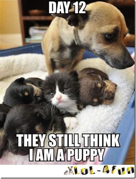 Dogs Vs Cats With Quotes Quotesgram