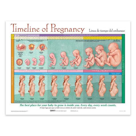 Timeline Of Pregnancy Chart Pregnancy Chart Happy Pregnancy