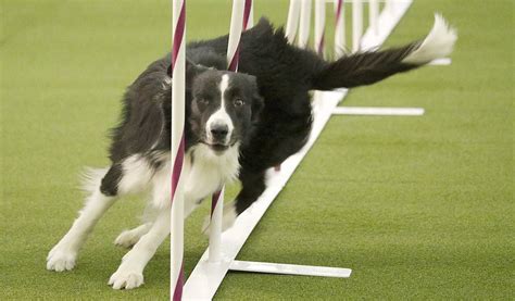 Westminster 2017 Brisk Border Collie Wins Dog Agility Competition