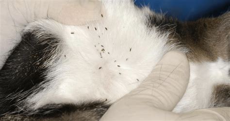 Information About Fleas Besthousecatcare