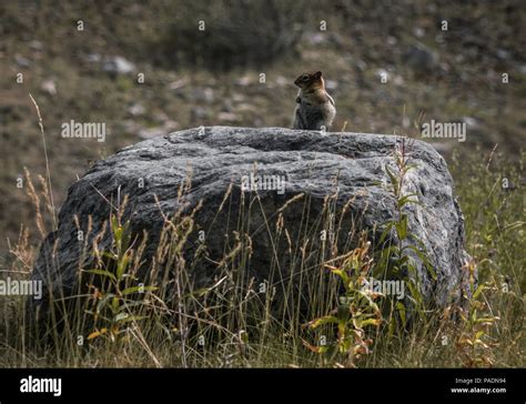 Ground Squirrels Callospermophilus Lateralis Sitting On A Rocky Outcrop