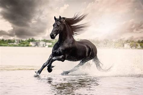 Horses Galloping In The Water