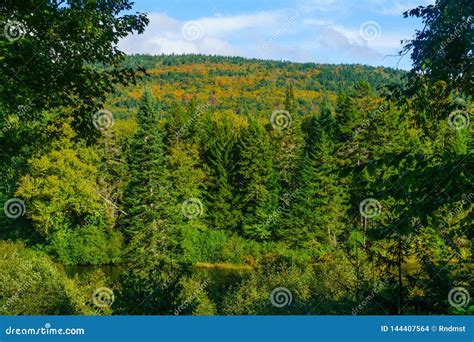 Forested Hill In Mont Tremblant National Park Stock Photo Image Of