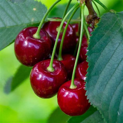 Duo Fruit Cherry Tree 5l 100 120cm