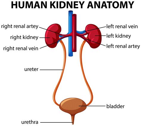 Human Anatomy Kidney Stlfinder 156