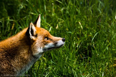 European Red Fox Zoochat