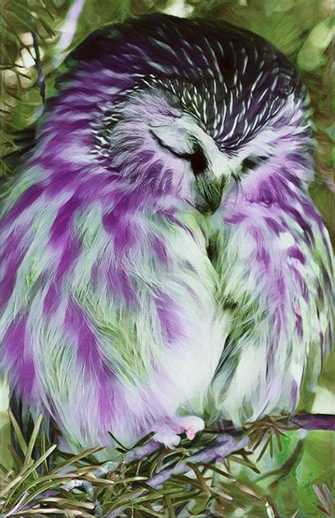 President Elect Bronwyn On Twitter Beautiful Birds Pet Birds Owl