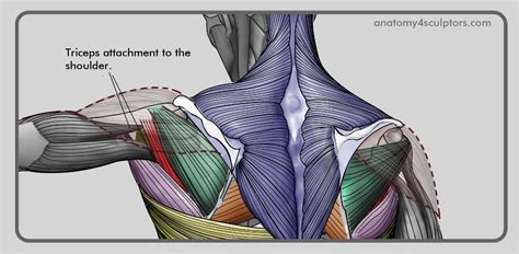 See back muscle anatomy stock video clips. Ana Next | Anatomy for artists, Human anatomy for artists ...