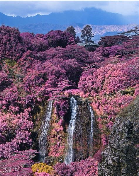 Pink And Waterfall Scenery Beautiful Waterfalls Kauai Hawaii