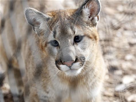 Cougar Cubs Make Debut At Toledo Zoo The Blade