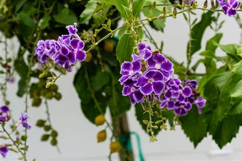 .gold', duranta erecta 'geisha girl', duranta erecta 'alba' and duranta erecta 'variegata'). Duranta erecta 'Sapphire Showers', Golden Dewdrop, Duranta ...