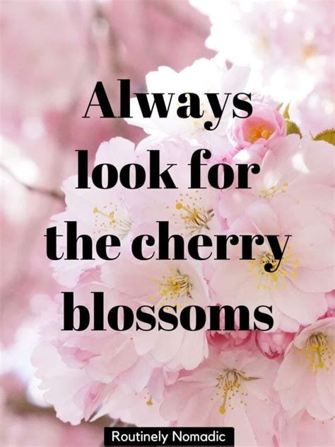 100 Blooming Cherry Blossom Captions Routinely Nomadic