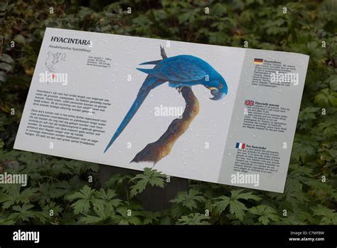 Species Identification Sign Hyacinthine Macaw Burgers Zoo The