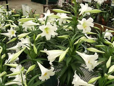 Easter Lilies How To Grow And Care For Easter Lily Plants Garden