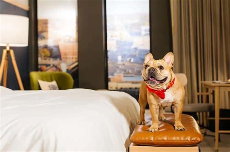 Can A Hotel Ask For Proof Of Service Dog Healthy Homemade Dog Treats