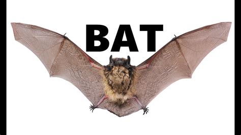 Bat Animals For Children Kids Videos Kindergarten Preschool Learning