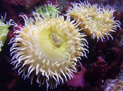 Sea Anemones Excel At Fighting Myscience News News 2011
