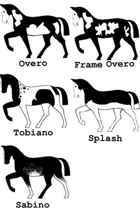 Pin By Melissa Thornock On Horse Related Horse Markings Horse Breeds