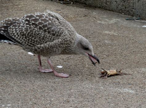 Young Herring Gull Eating Crab Marnixs Bird Gallery