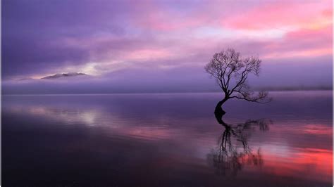 Wallpaper Lonely Tree Reflected Water And Sky Line Hd Widescreen
