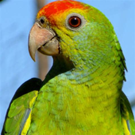 Buy Parrots And Exotic Pets Parrots Of The World Pet Shop Rockville Centre Long Island Ny