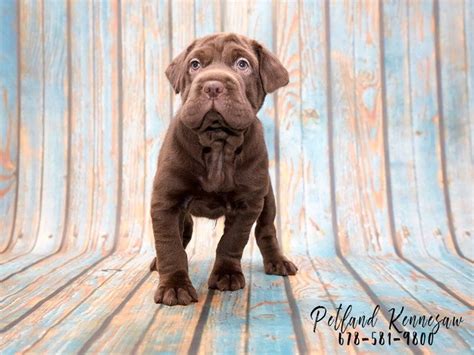 While you are visiting, be sure to take a look at the listings of dogs in the area that are available for sale. Mini Hippo - Petland Kennesaw
