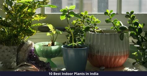 10 Best Indoor Plants In India 2023 Step Into Greenery
