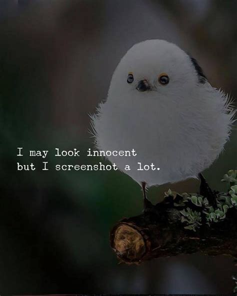 top inspirational positive quotes i may look innocent innocent girl quotes innocence