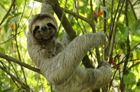 These forests are known for their tall trees, dense vegetation, and for being humid and wet. 10 Amazing Tropical Rainforest Animals - Smashing Tops