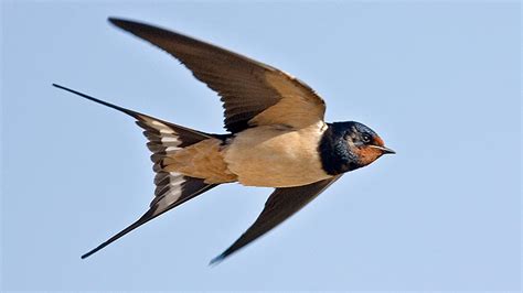 Heatwave Puts Swallows And House Martins In Danger News The Times
