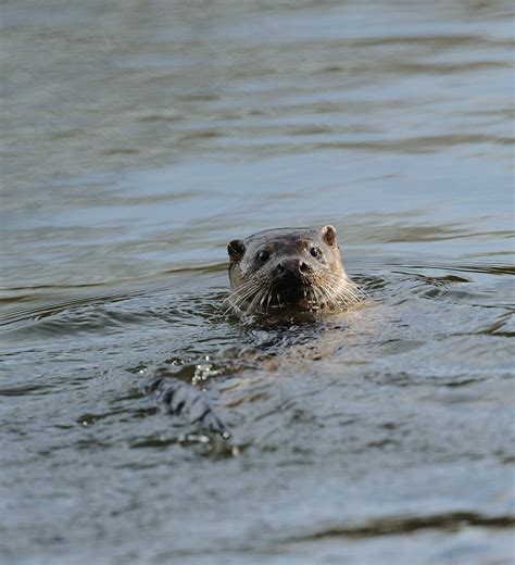 Otter Ric Hopkins 2011 Flickr