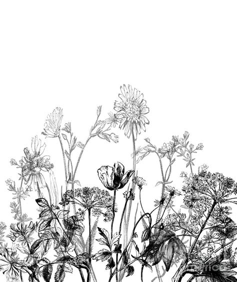Black White Wild Flowers Botanical Pattern Illustration Vintage Drawing