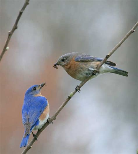 4:02 margaret vap 10 189 просмотров. Eastern North Carolina B&B offers bird-friendly special in ...