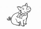Pig Pigs Baby Drawing sketch template