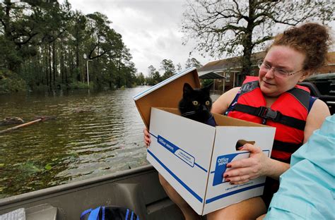 Three High Quality Photos Of Cat Rescue After Hurricane Florence Poc