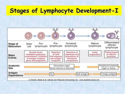Ppt Lymphocyte Development And Generation Of Lymphocyte Antigen