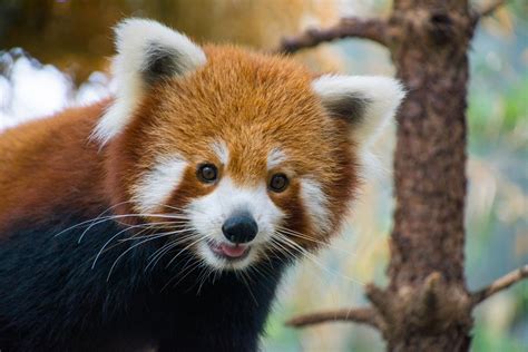7 Things You Didnt Know About Red Pandas