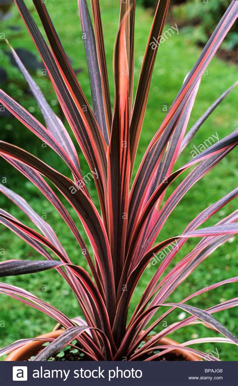 Foliage plants can also show its fascinating details. Cordyline 'Southern Splendour' foliage plant plants red ...
